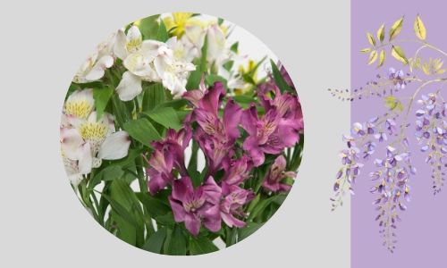 7. Alstroemerias perfetti