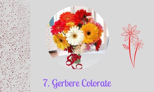 7. Gerbere Colorate