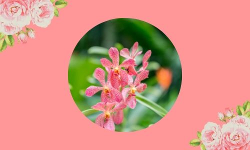 1. Orchidea più popolare