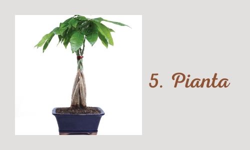 5. Pianta