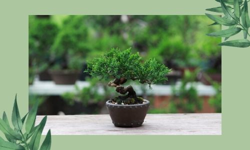 1) Bonsai