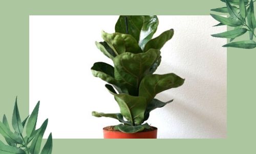 6) Fiddle-Leaf Fig