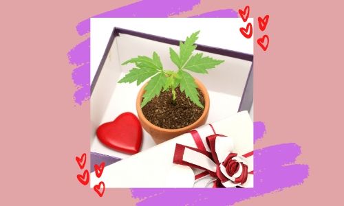 6. Impianto domestico verde