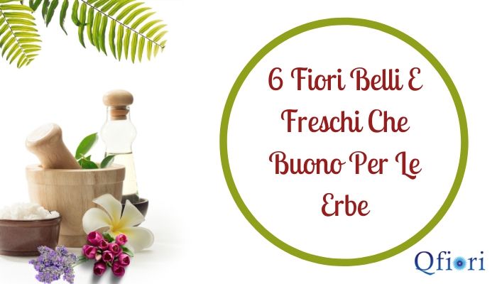 6 Fiori Belli E Freschi Che Buono Per Le Erbe
