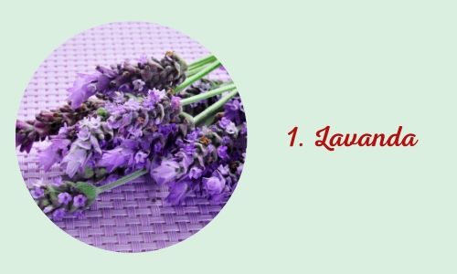 1. Lavanda