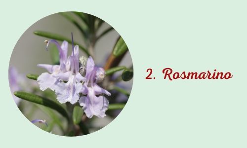 2. Rosmarino