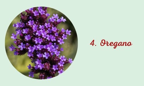 4.Oregano
