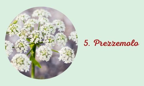 5. Prezzemolo