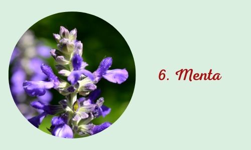 6. Menta