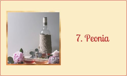 7. Peonia