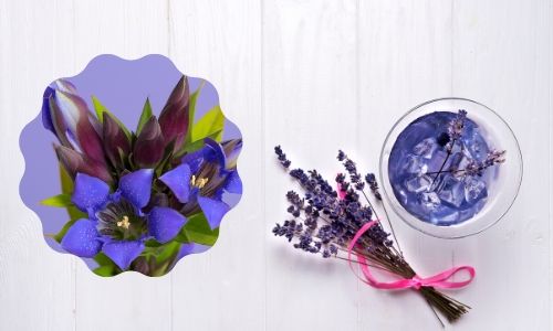 7. Fiore di genziana