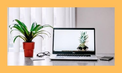 1) Pianta da scrivania speciale