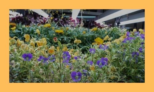 2. Giardino fiorito commestibile speciale