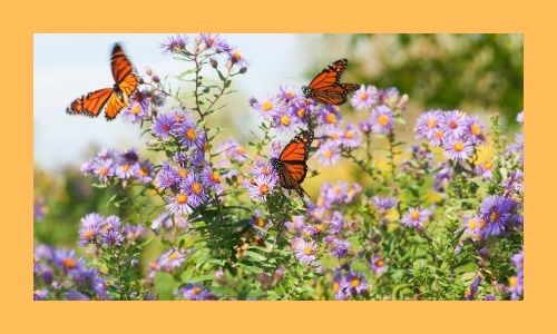7. Giardino fiorito delle farfalle