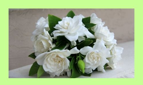 4) Gardenia