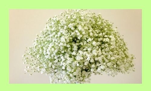 8) Alito del bambino