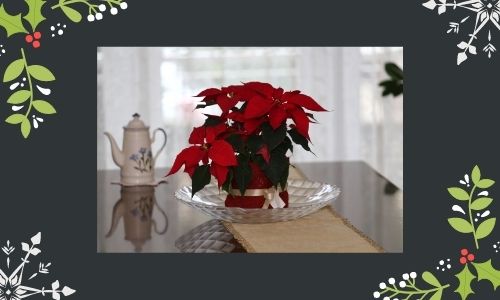 4. Poinsettia