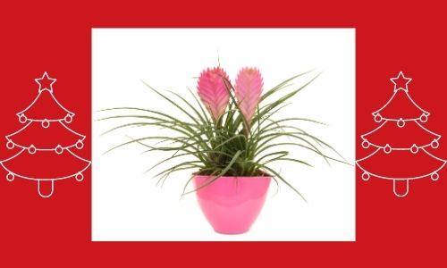 2) Bromelia rosa