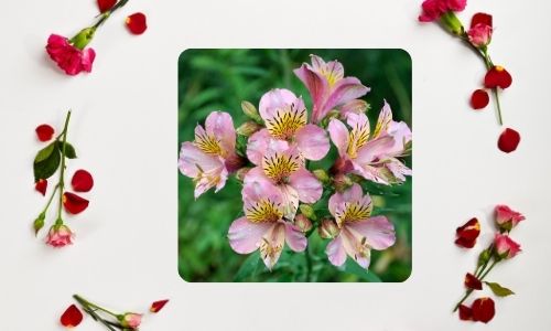 3. Adorabile Alstromeria