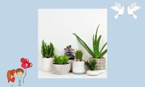 3. Piante d'appartamento