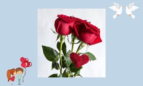 5. Anniversario Rosa