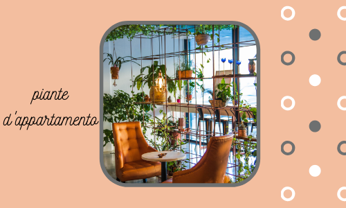 Piante d'appartamento