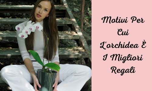 Motivi Per Cui L'orchidea È I Migliori Regali