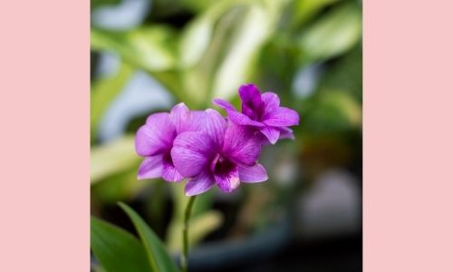 1. Orchidee Phalaenopsis