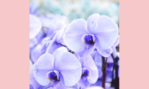 2. Catasetum orchidea