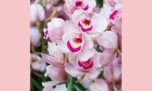 3. Orchidea Cymbidium