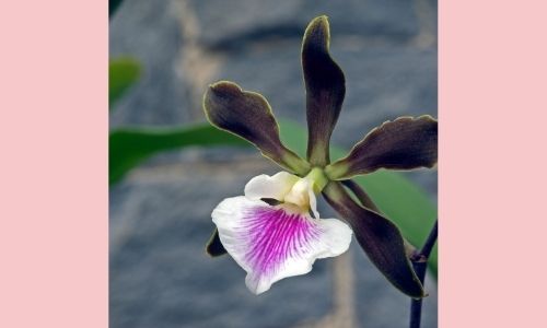 4. Orchidea Encyclia