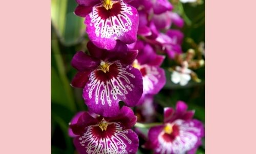 5. Miltonia Orchid