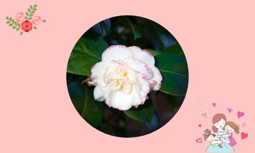 2. Sei adorabile - Camelia bianca