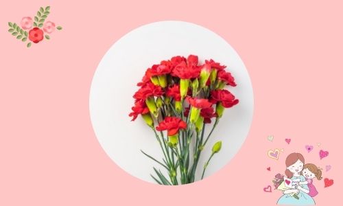 3. Ti ammiro - garofano rosso