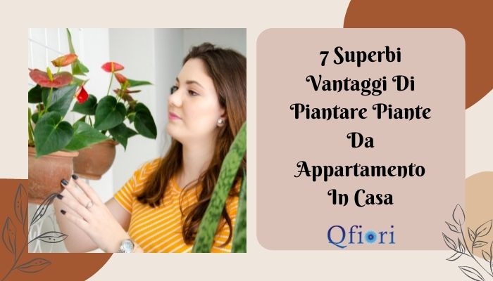 7 Superbi Vantaggi Di Piantare Piante Da Appartamento In Casa