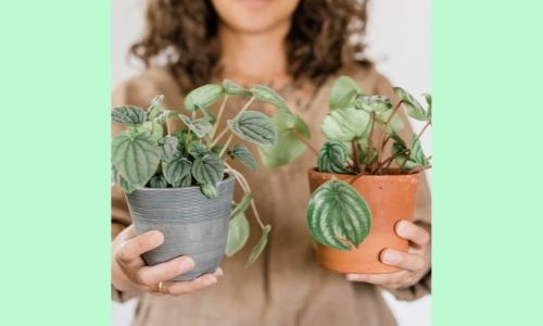 4. Splendida mini pianta d'appartamento