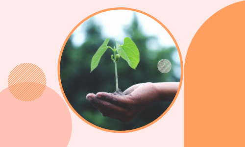 La pianta è un'idea unica