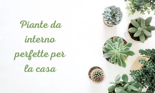 Piante da interno perfette per la casa