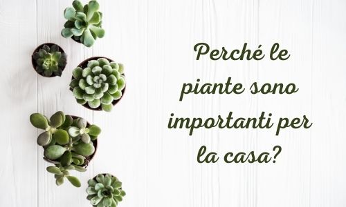 Perché le piante sono importanti per la casa?