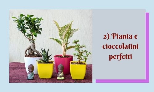 2) Pianta e cioccolatini perfetti