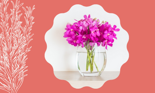 Pianta di orchidea rosa