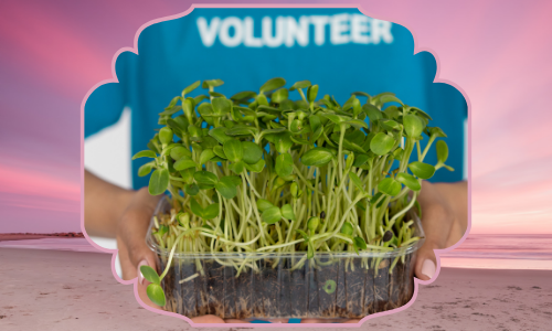 Grazie, pianta verde