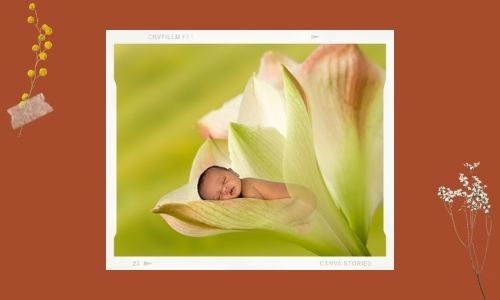 Gigli per un nuovo bambino