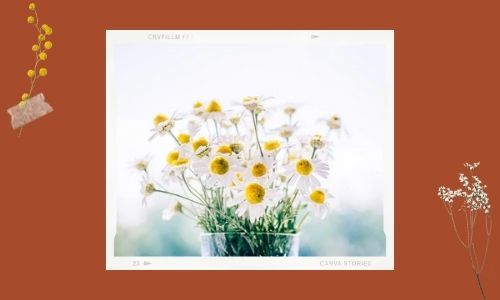 Margherite per il matrimonio