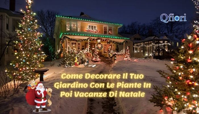 Come Decorare Il Tuo Giardino Con Le Piante In Poi Vacanze Di Natale