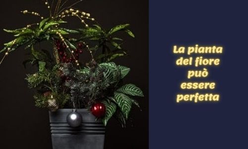 La pianta del fiore pu&ograve; essere perfetta
