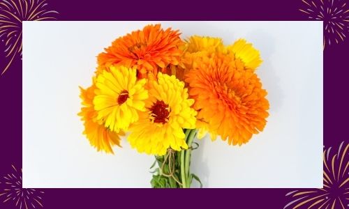 Calendula