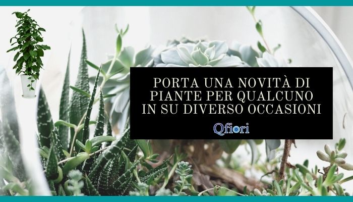 Porta Una Novità Di Piante Per Qualcuno In Su Diverso Occasioni