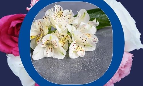 Fiori di giglio per aver detto grazie a qualcuno