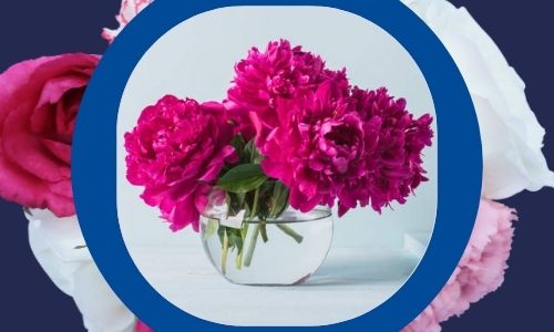 Fiori di peonie per guarire presto